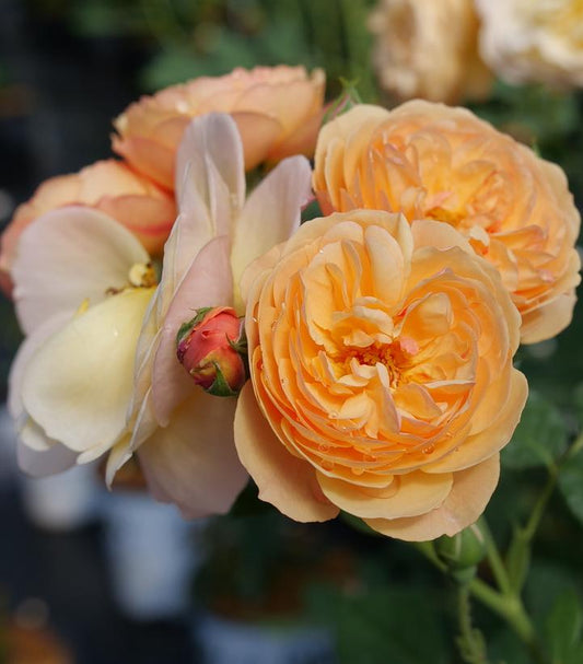 Rosa x Flavorette® Honey-Apricot (edible rose)