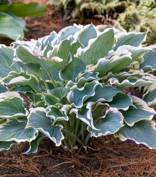 Hosta hybrid Shadowland® 'Hope Springs Eternal' (Shadowland® Hope Springs Eternal Hosta)