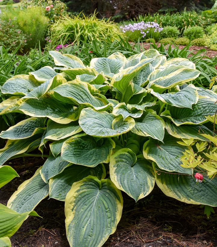 Hosta Shadowland® 'Gigantosaurus' (Gigantosaurus Hosta)