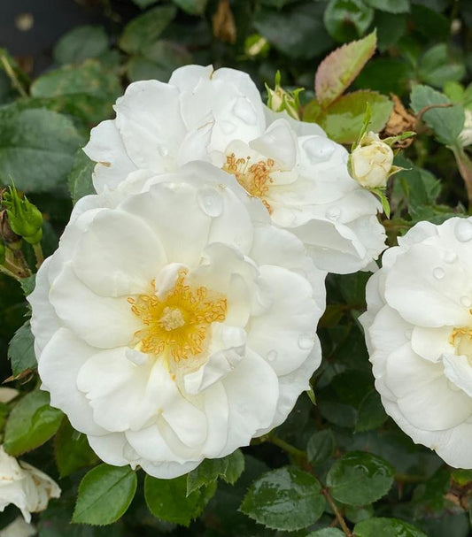 Rosa x Oso Easy Ice Bay™; (Oso Easy Ice Bay™; Rose)