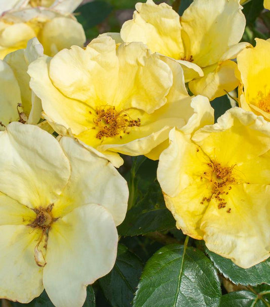 Rosa Easy Bee-zy™; Knock Out® (landscape shrub rose)