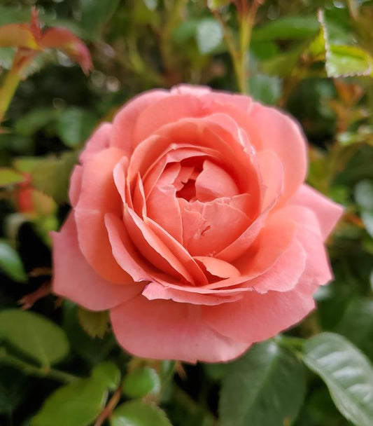 Rosa Orange Glow™; Knock Out® (landscape shrub rose)