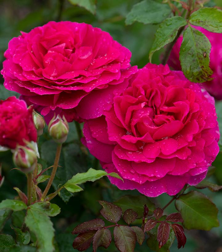 Rosa Gabriel Oak (English shrub rose)
