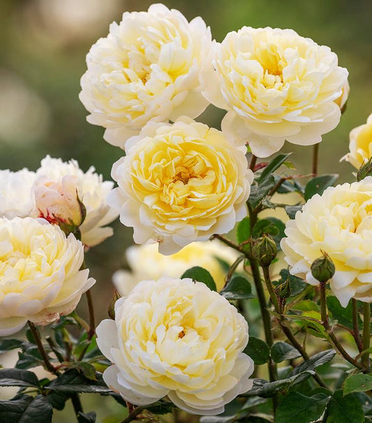 Rosa Nye Bevan™; (English Shrub Rose)