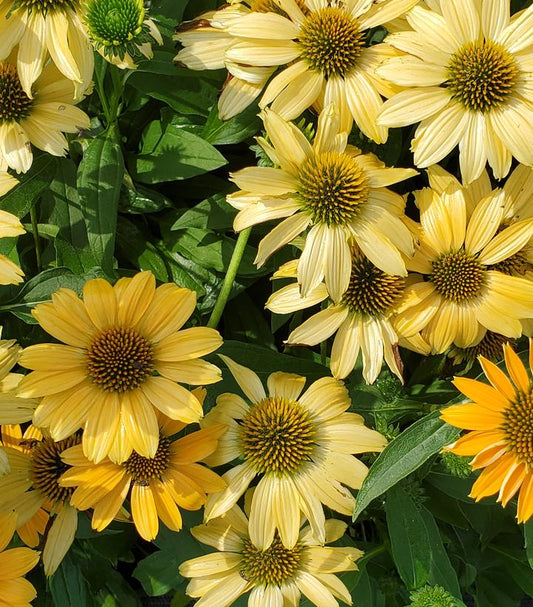 Echinacea x Sunmagic Vintage Mango (coneflower)