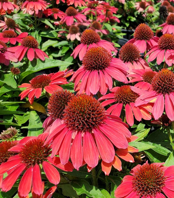 Echinacea x Sunmagic Vintage Ruby (coneflower)
