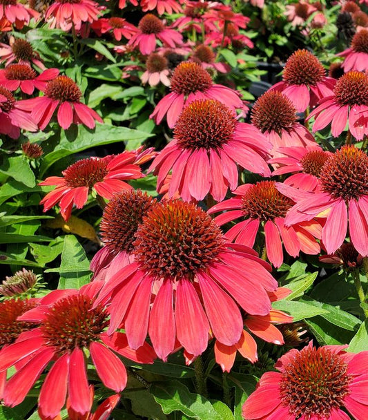 Echinacea x Sunmagic Vintage Ruby (coneflower)