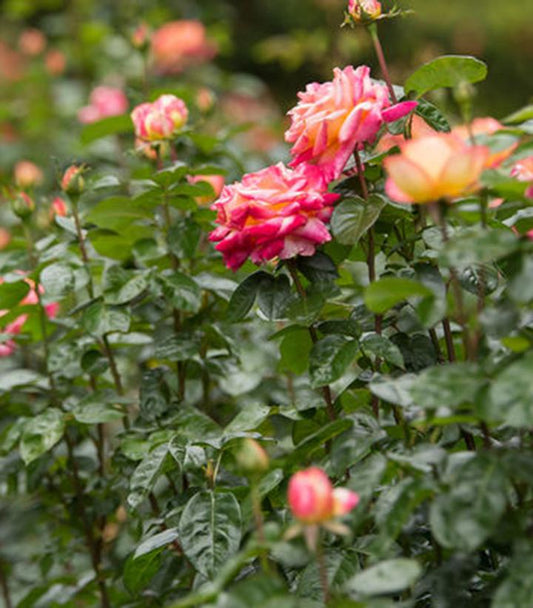 Rosa Love and Peace® (Love and Peace® Rose)