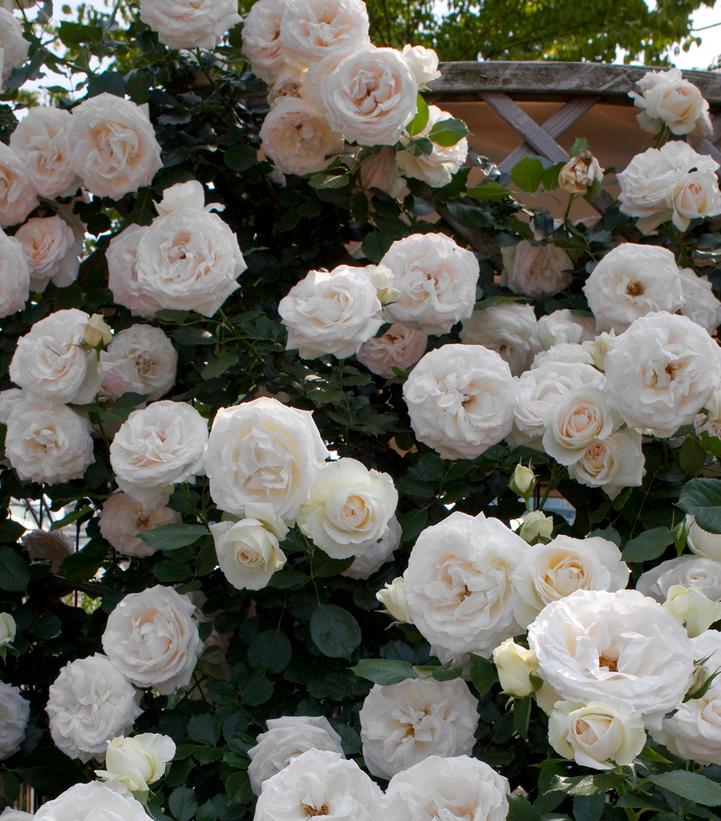 Rosa Eden Climber® White (Eden Climber® White Rose)