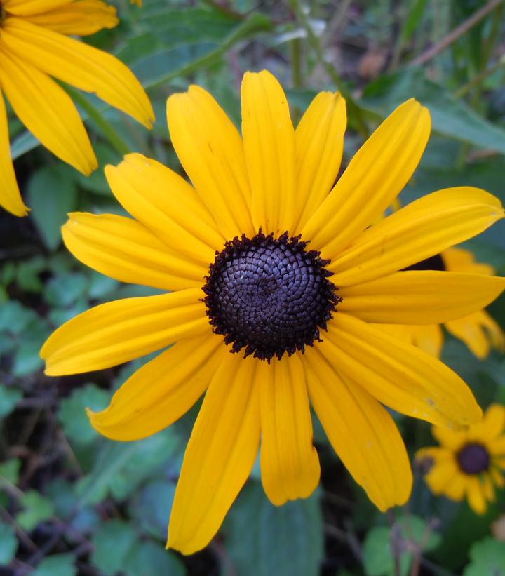 Rudbeckia hirta (Black-eyed Susan)