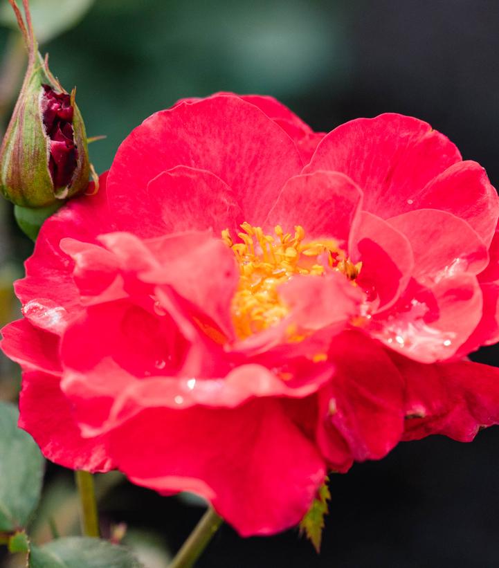Rosa Cinnamon Hearts™; (Cinnamon Hearts™; Rose)