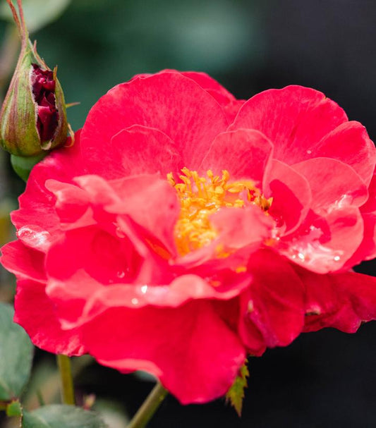 Rosa Cinnamon Hearts™; (Cinnamon Hearts™; Rose)