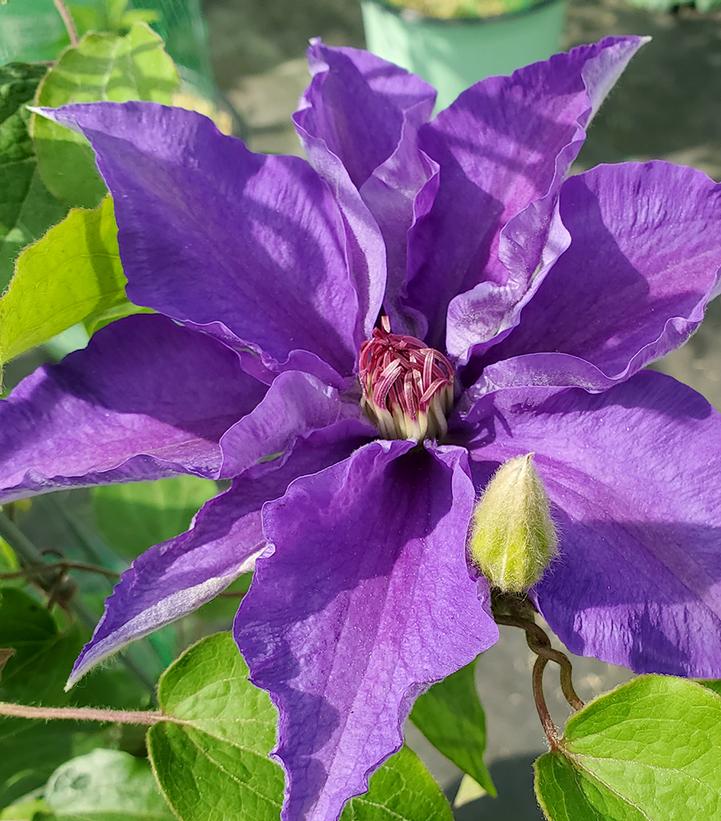 Clematis Lindsay™; (Lindsay™; Clematis)