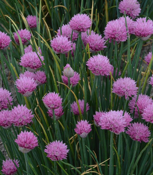 Allium lusitanicum 'Summer Beauty' (Summer Beauty Flowering Onion)
