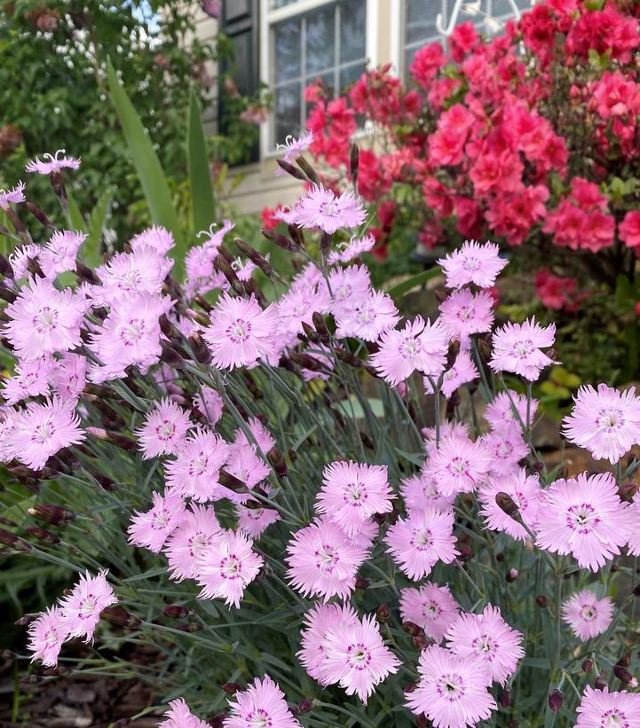 Dianthus 'Bath's Pink' ('Bath's Pink' Cheddar Pinks)