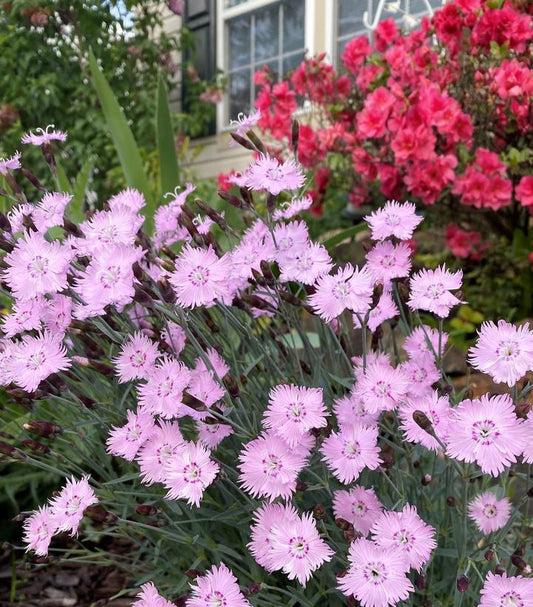 Dianthus 'Bath's Pink' ('Bath's Pink' Cheddar Pinks)