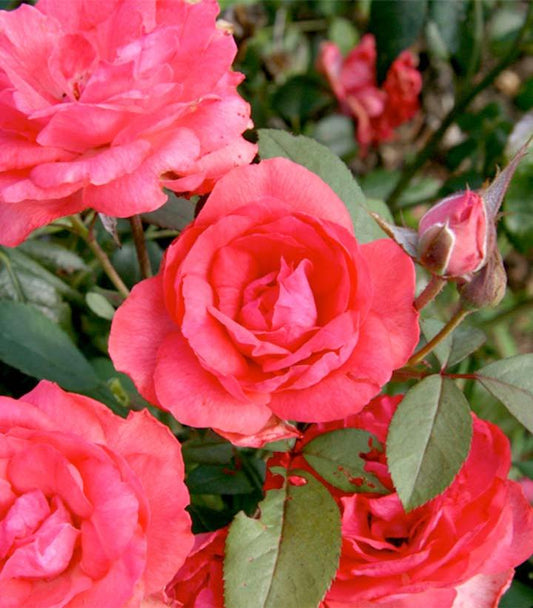 Rosa Grandiflora Tahitian Treasure™; (Tahitian Treasure™; Rose)