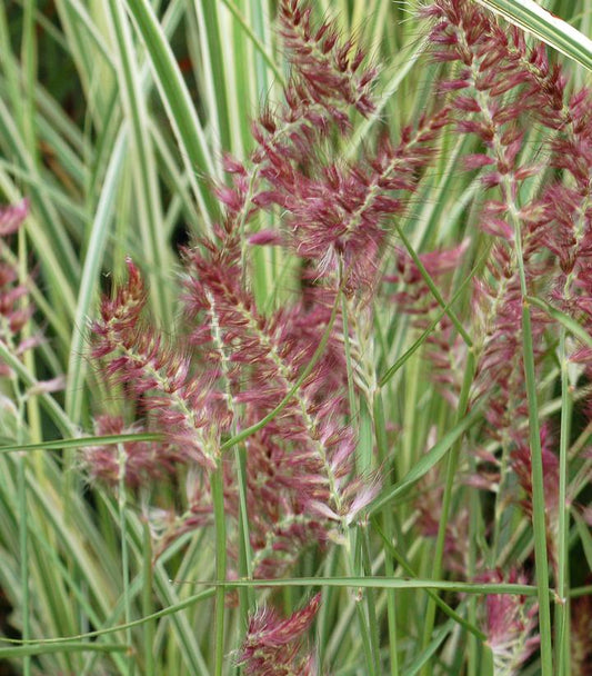 Pennisetum orientale Karley Rose (Karley Rose Fountain Grass)