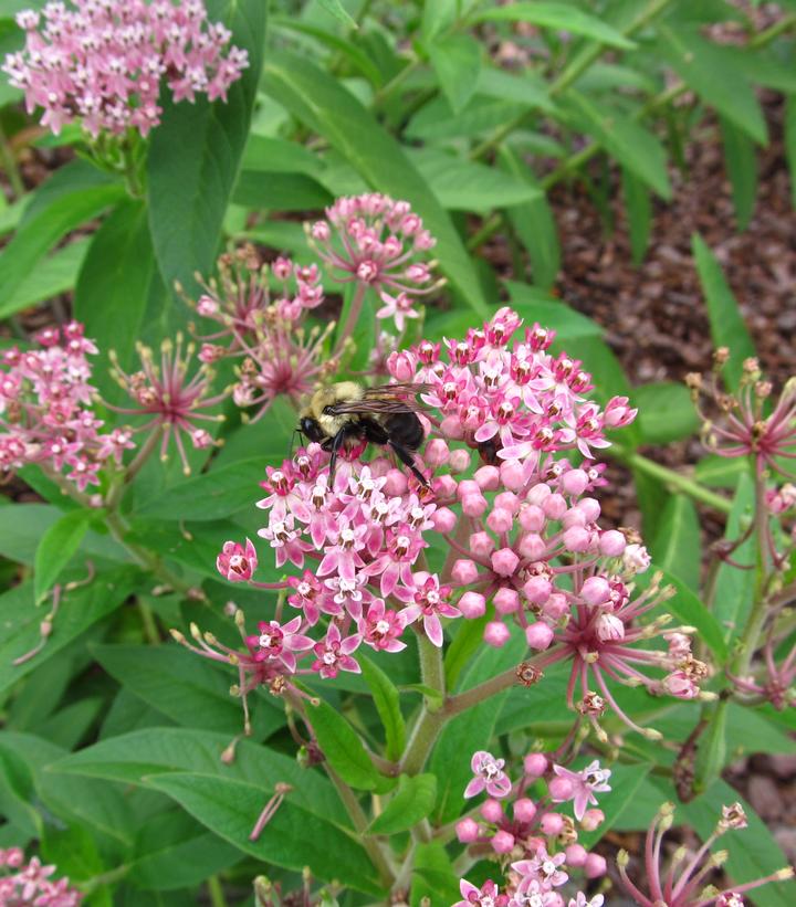 Asclepias incarnata ssp. pulchra (Eastern Swamp Milkweed)