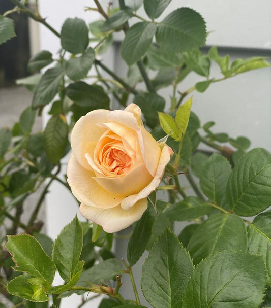 Rosa Flower Carpet® Champagne (shrub rose)