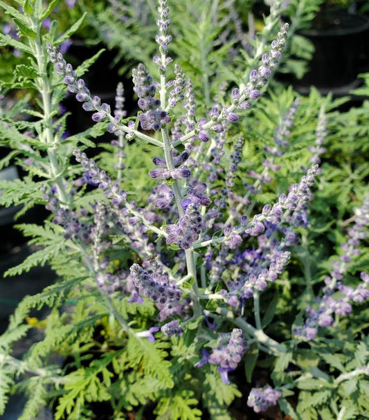 Perovskia atriplicifolia (Russian Sage)