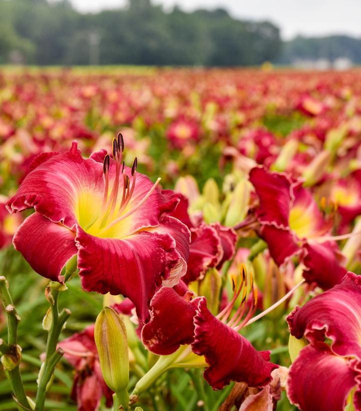 Hemerocallis RAINBOW RHYTHM® 'Blood Sweat and Tears' (daylily)