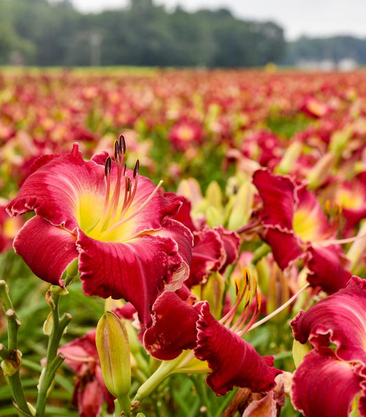 Hemerocallis RAINBOW RHYTHM® 'Blood Sweat and Tears' (daylily)