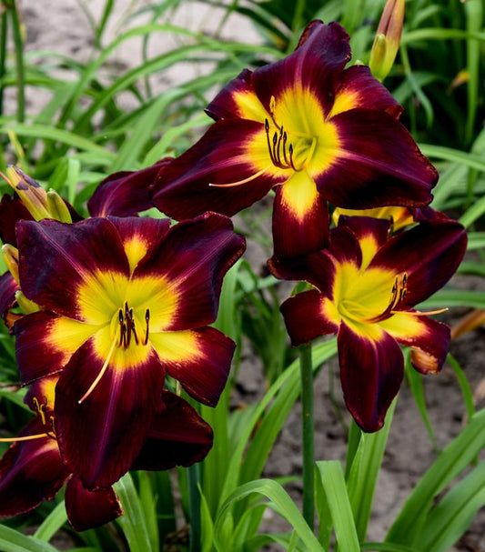 Hemerocallis RAINBOW RHYTHM® 'Persian Ruby' (daylily)