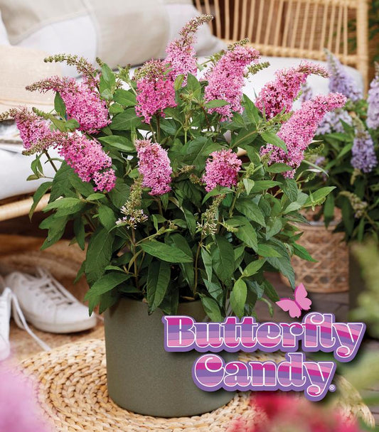 Buddleia davidii Butterfly Candy® Li'l Taffy; (Butterfly Candy® Li'l Taffy Butterfly Bush)