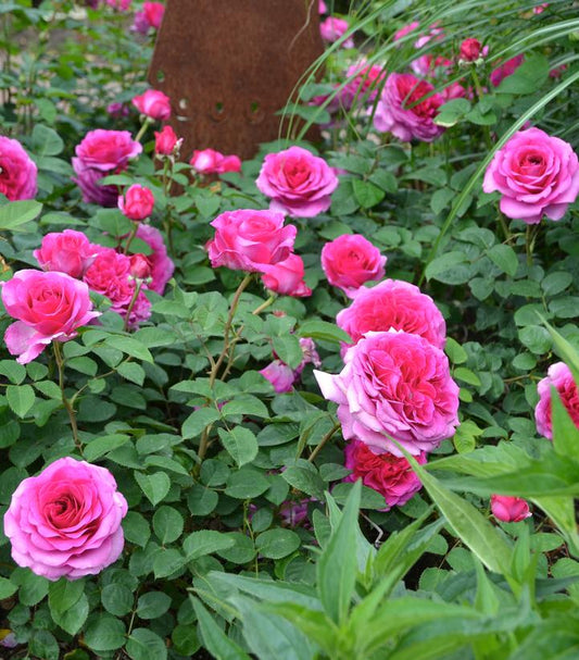 Rosa Flower Carpet® Berry (Berry Flower Carpet® Shrub Rose)