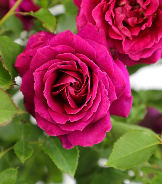 Rosa True Serenity (hybrid tea rose)