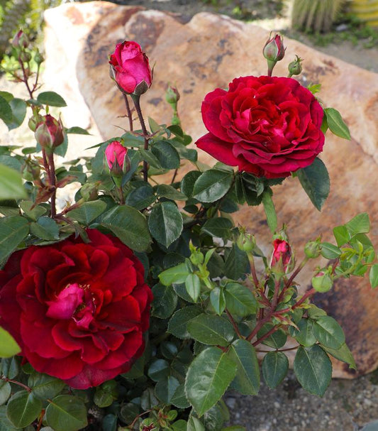 Rosa True Spirit (hybrid tea rose)