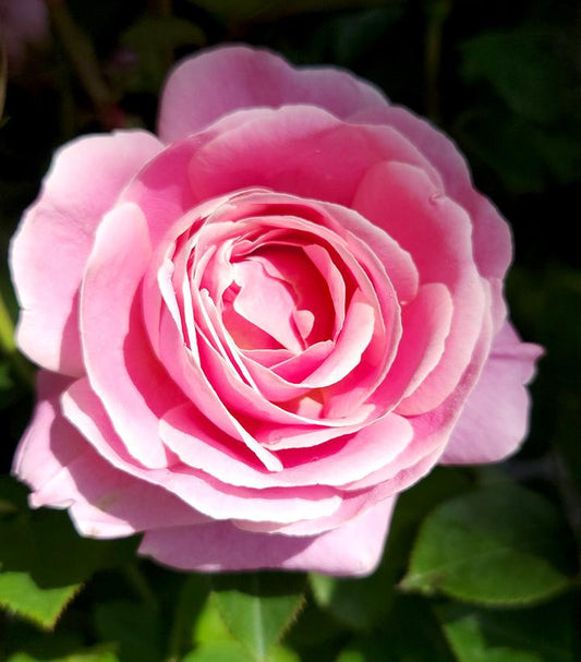 Rosa True Perfume (hybrid tea rose)