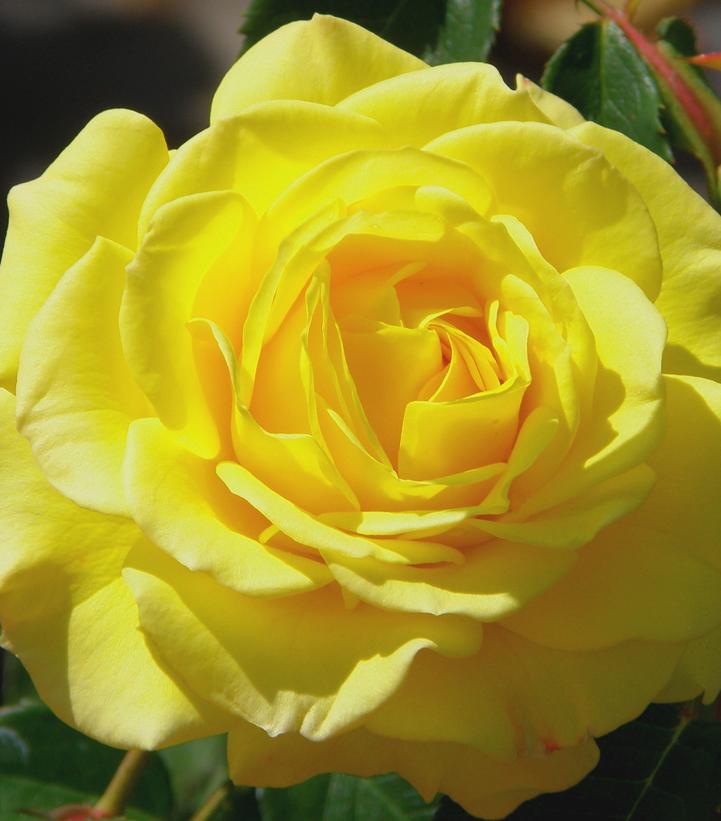 Rosa 'True Joy' (True Bloom™; True Joy floribunda rose)
