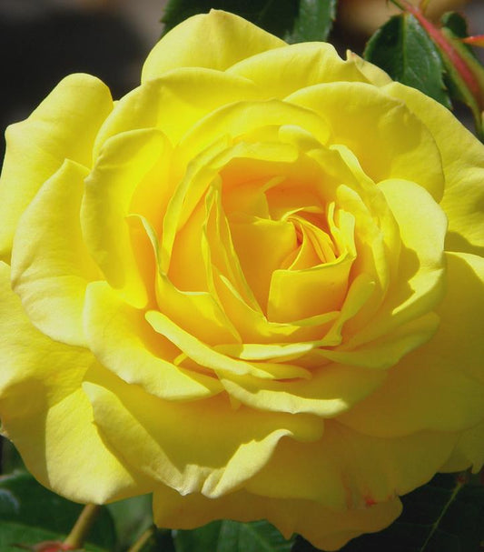 Rosa 'True Joy' (True Bloom™; True Joy floribunda rose)