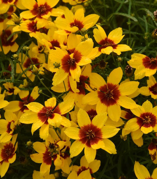 Coreopsis verticillata Designer Threads™; 'Golden Needles' (threadleaf coreopsis)