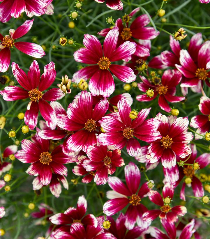 Coreopsis verticillata Designer Threads™; 'Heartstrings' (threadleaf coreopsis)