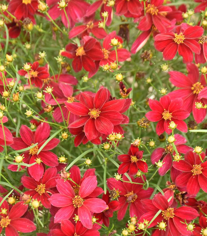 Coreopsis verticillata Designer Threads™; 'Scarlet Ribbons' (threadleaf coreopsis)