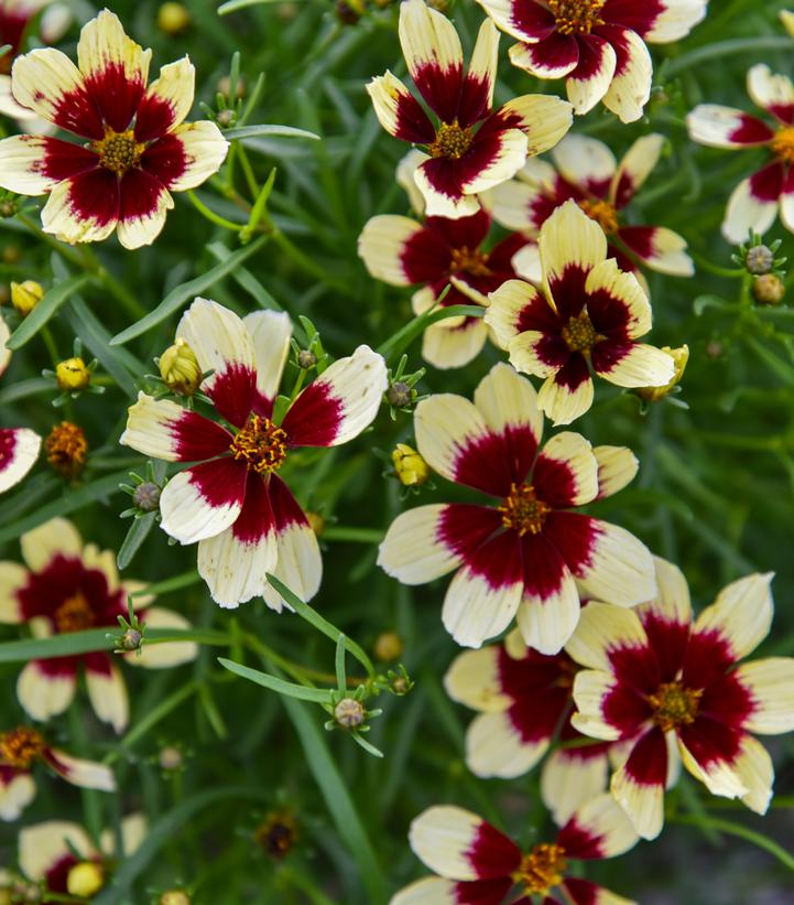 Coreopsis verticillata Designer Threads™; 'Creamy Calico' (threadleaf coreopsis)