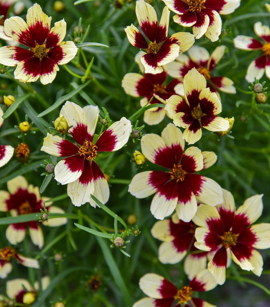 Coreopsis verticillata Designer Threads™; 'Creamy Calico' (threadleaf coreopsis)
