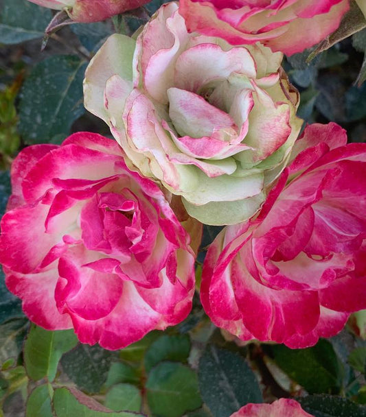 Rosa Enchanted Meadow™; (landscape shrub rose)