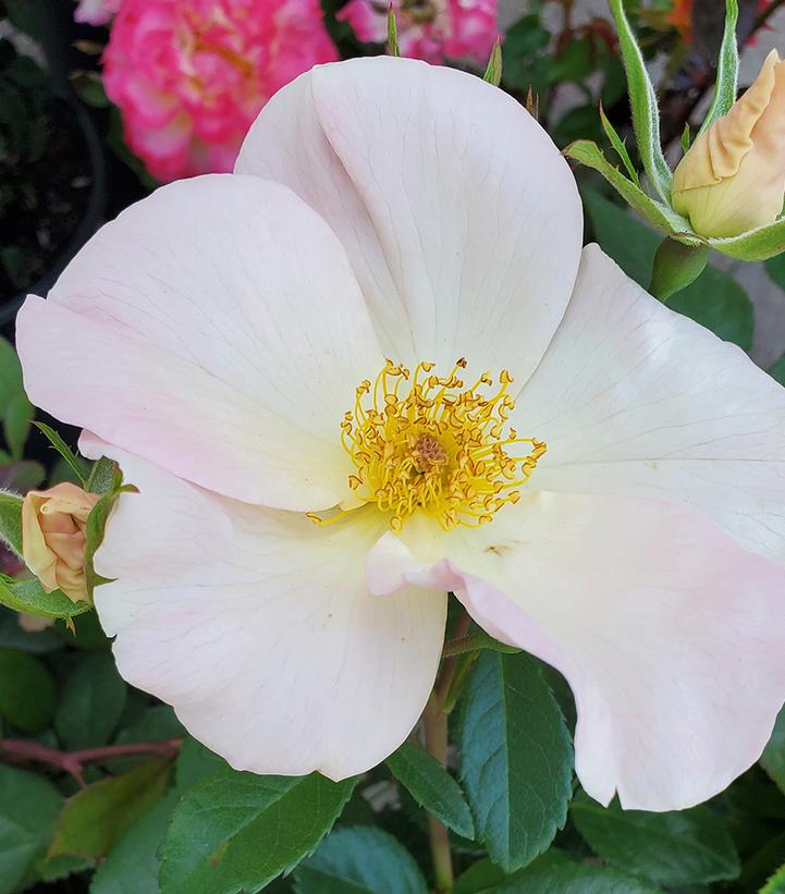 Rosa 'Sally Holmes' (climbing rose)