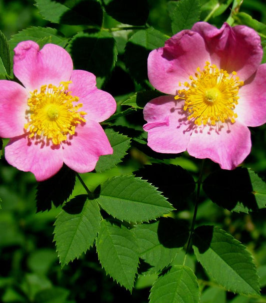 Rosa carolina (Carolina Rose)