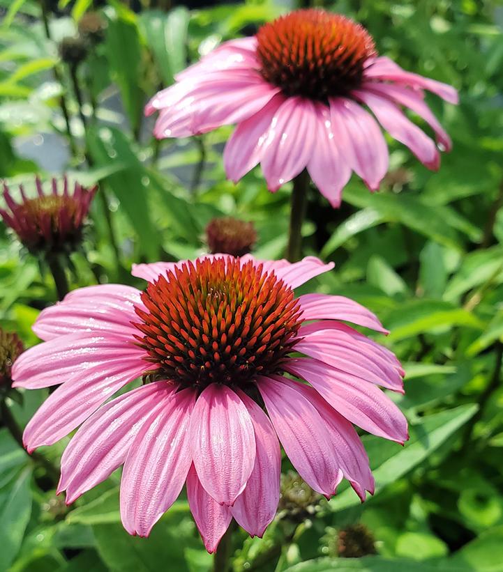 Echinacea x Sunmagic Vintage Fuchsia (coneflower)