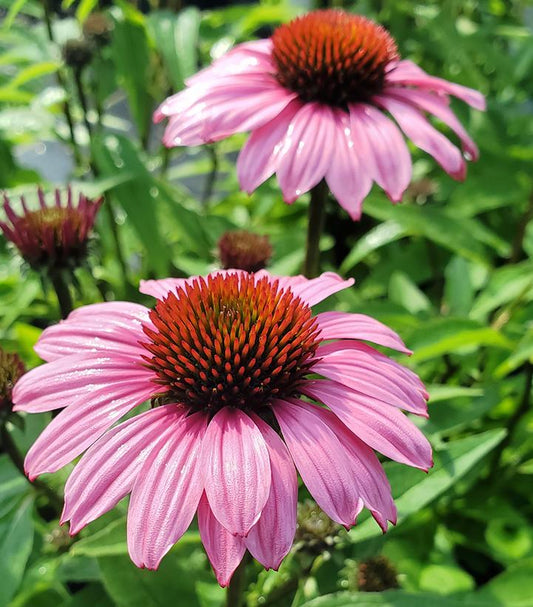 Echinacea x Sunmagic Vintage Fuchsia (coneflower)
