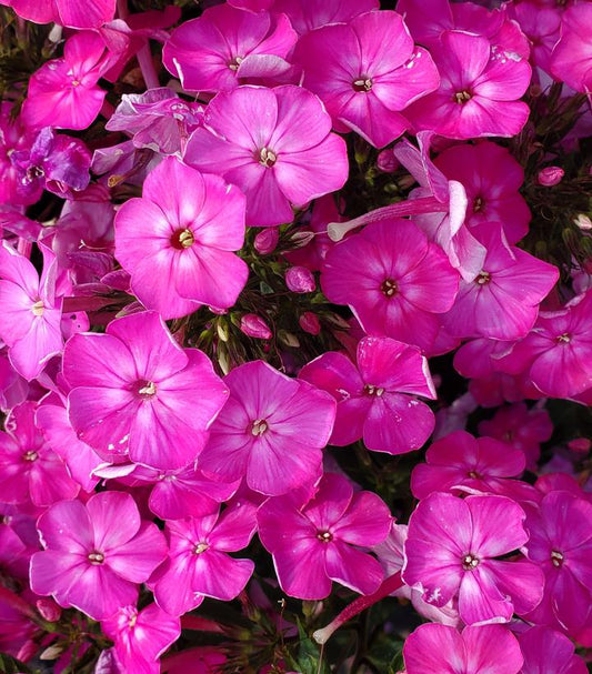 Phlox Volcano® Pink (Volcano® Pink Garden Phlox)