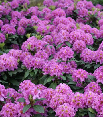 Rhododendron x Dandy Man® Purple (Dandy Man® Purple Rhododendron)