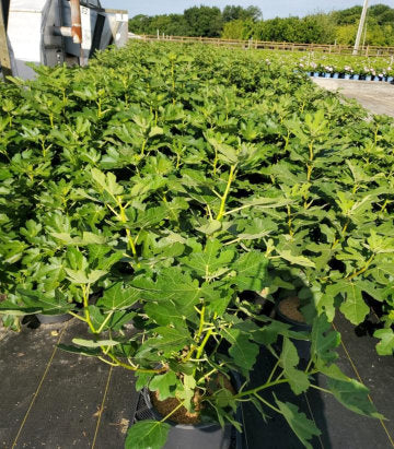 Ficus Italian Everbearing (Italian Everbearing Fig)