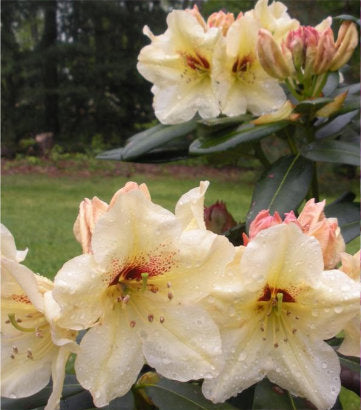Rhododendron 'Holden's Solar Flair' (Holden's solar flair rhododendron)