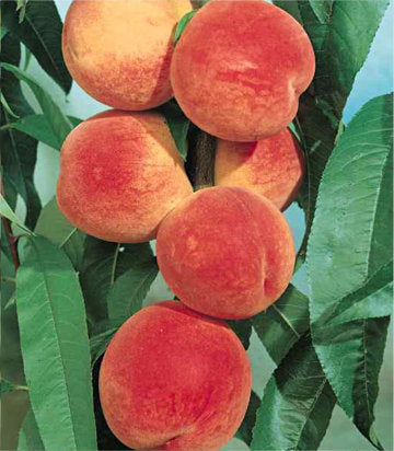 Prunus persica 'J.H. Hale' (J.H. Hale Peach)